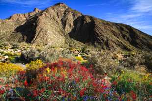 Anza Borrego-9550.jpg